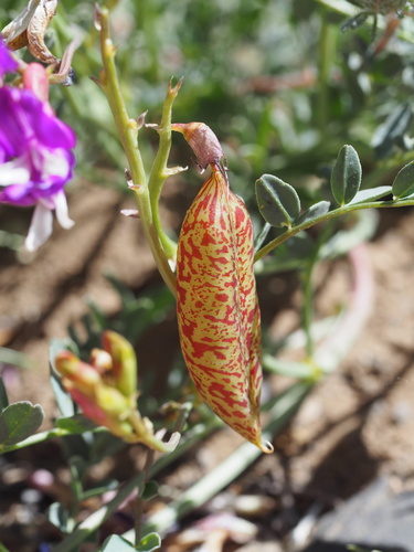 Image of Astragalus oophorus by (c) Nina House, some rights reserved (CC BY)