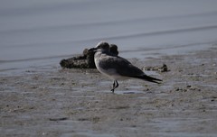 Leucophaeus atricilla megalopterus