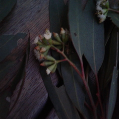 Eucalyptus microcarpa