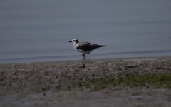 Leucophaeus atricilla megalopterus