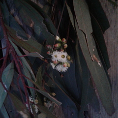 Eucalyptus microcarpa