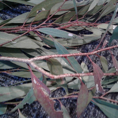 Eucalyptus microcarpa