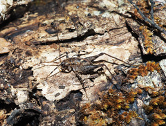 Pleioplectron hudsoni