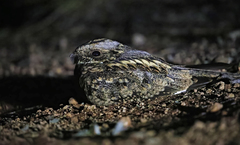 Spotted Nightjar photo 2
