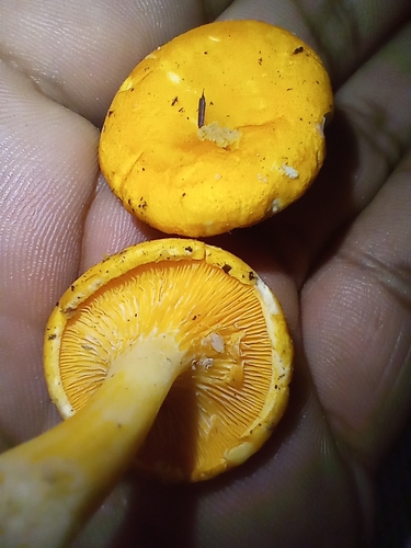 Hygrophoropsidaceae image