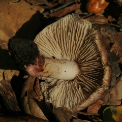 Inosperma adaequatum