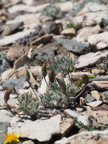 Image of Oxytropis parryi by (c) Nina House, some rights reserved (CC BY)