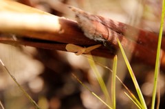 Leptostales laevitaria