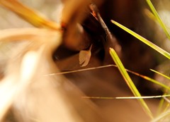 Leptostales laevitaria