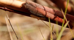 Leptostales laevitaria