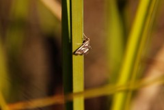 Chrysendeton imitabilis