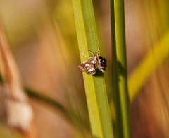Chrysendeton imitabilis