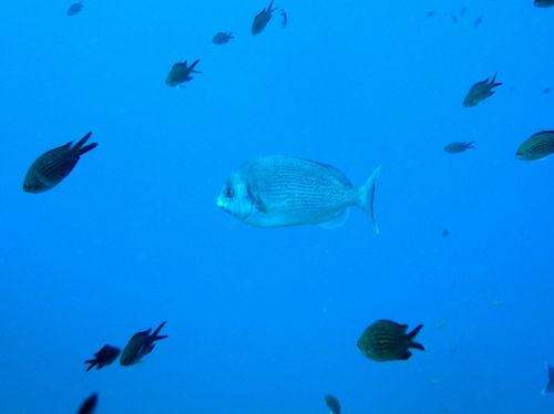 Spondyliosoma cantharus