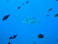 Spondyliosoma cantharus