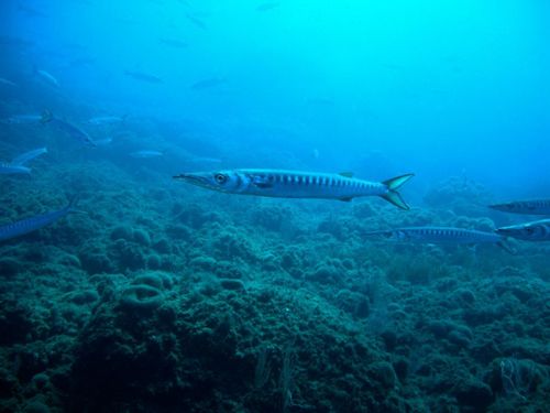 Sphyraena viridensis