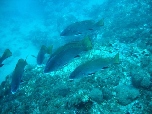 Sciaena umbra