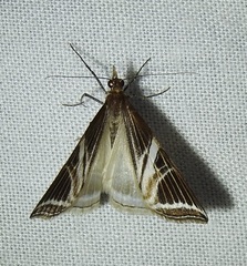 Phrataria transcissata