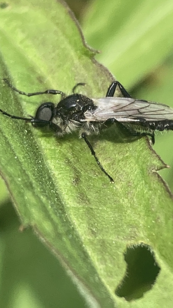 White-winged March Fly from College of DuPage, Glen Ellyn, IL, US on ...