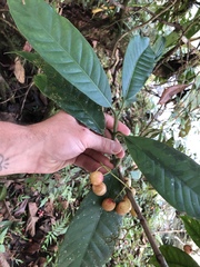 Chrysochlamys membranacea