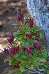 Metrosideros umbellata