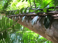 Freycinetia scandens