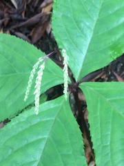 Chloranthus oldhamii