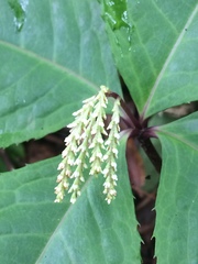 Chloranthus oldhamii