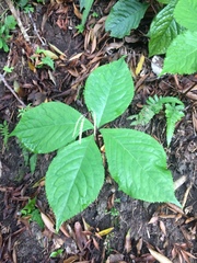Chloranthus oldhamii