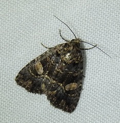 Condica macrosema