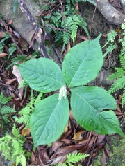 Chloranthus oldhamii