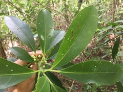 Melicytus macrophyllus