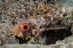 Dendrochirus barberi