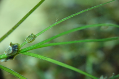 Zostera nigricaulis