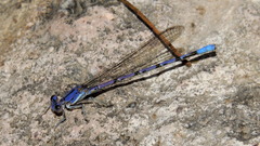 Argia munda