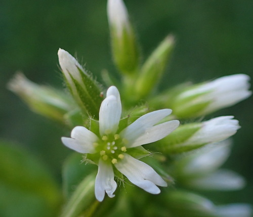 Image of Cerastium capense by (c) Nicola van Berkel, some rights reserved (CC BY-SA)