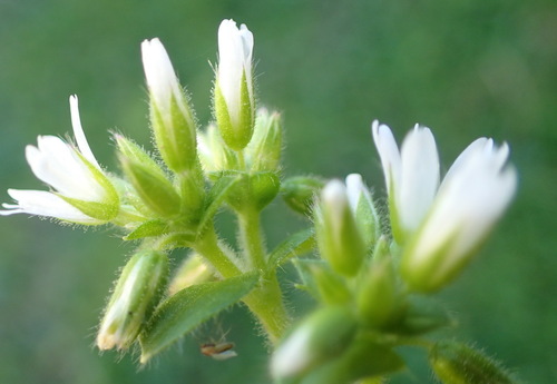 Image of Cerastium capense by (c) Nicola van Berkel, some rights reserved (CC BY-SA)