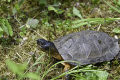 Wood Turtle - Photo (c) Elinor Osborn, some rights reserved (CC BY-NC), uploaded by Elinor Osborn