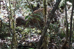 Southern Brown Kiwi photo 5