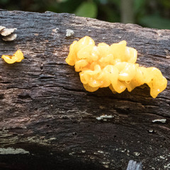 Tremellomycetes