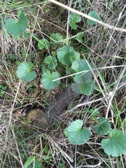 Sidalcea calycosa rhizomata