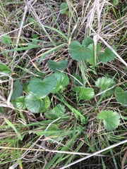 Sidalcea calycosa rhizomata