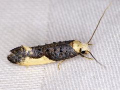 Monopis monachella