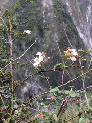 Rosa pricei