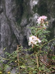 Rosa pricei