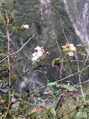 Rosa pricei
