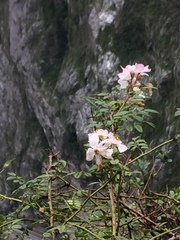 Rosa pricei