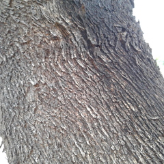 Eucalyptus microcarpa