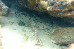 Trachinops caudimaculatus