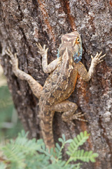 Agama aculeata