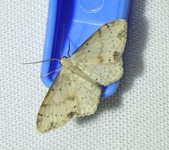 Idaea halmaea